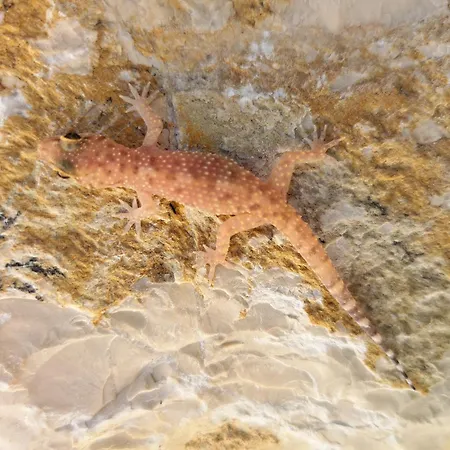 Gecko With Amazing Sea Views Stasion