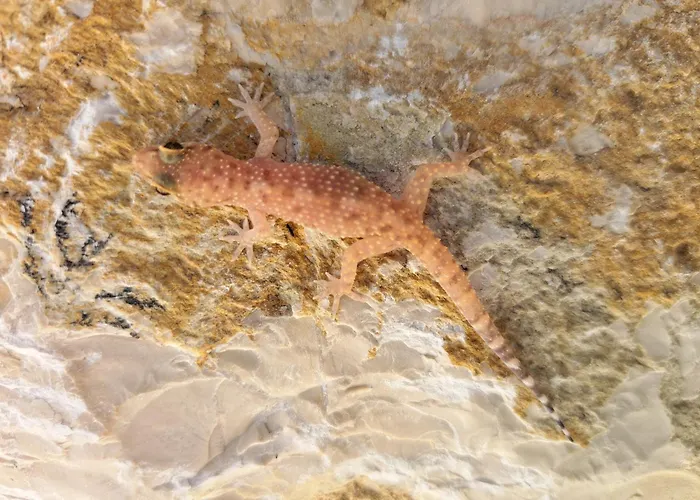 Gecko Stasion