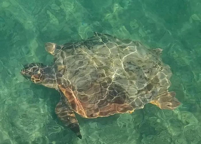 Сasa de vacaciones Gecko *